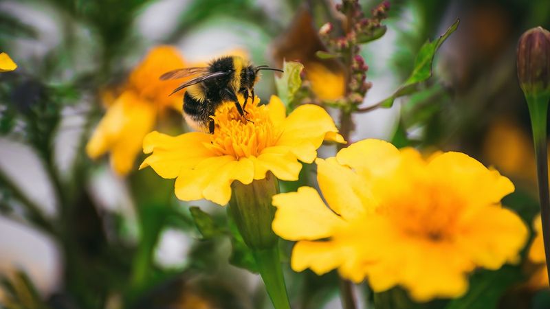 Bees