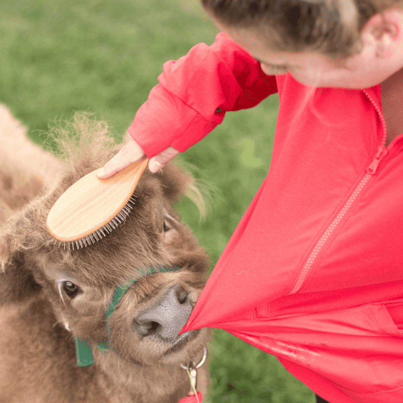 Miniature Highland Cattle