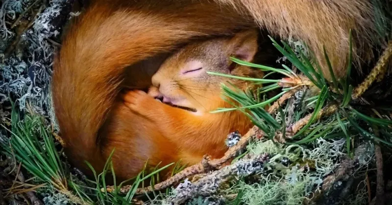 Ground Squirrel