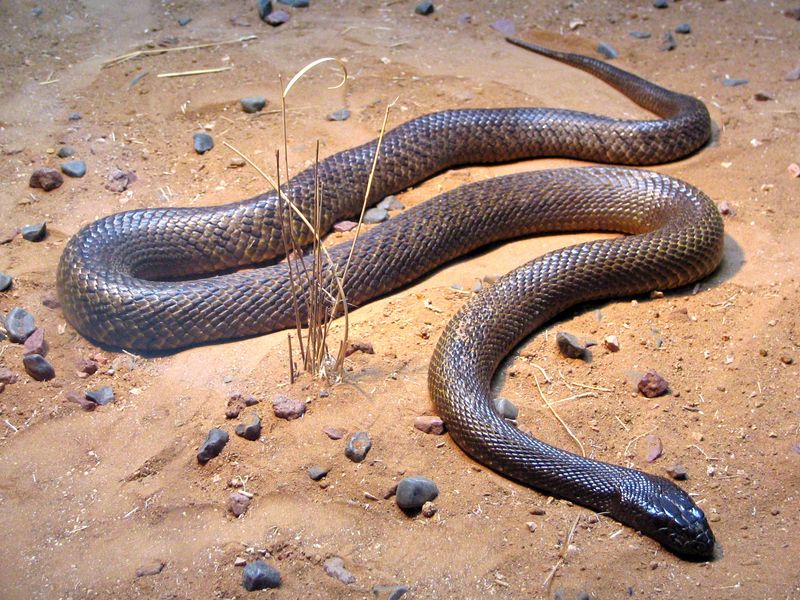 Diet and Predation