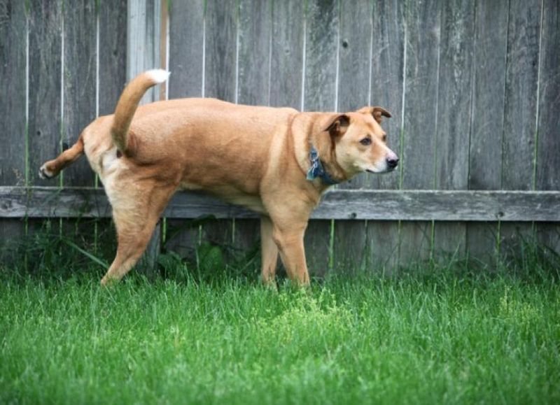 Territorial Instincts