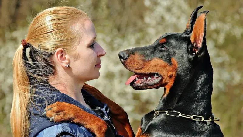 Doberman Pinscher