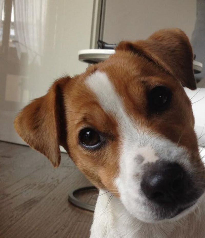 Jack Russell Terrier