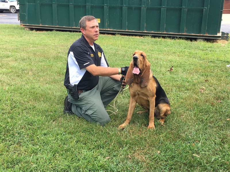 Bloodhound