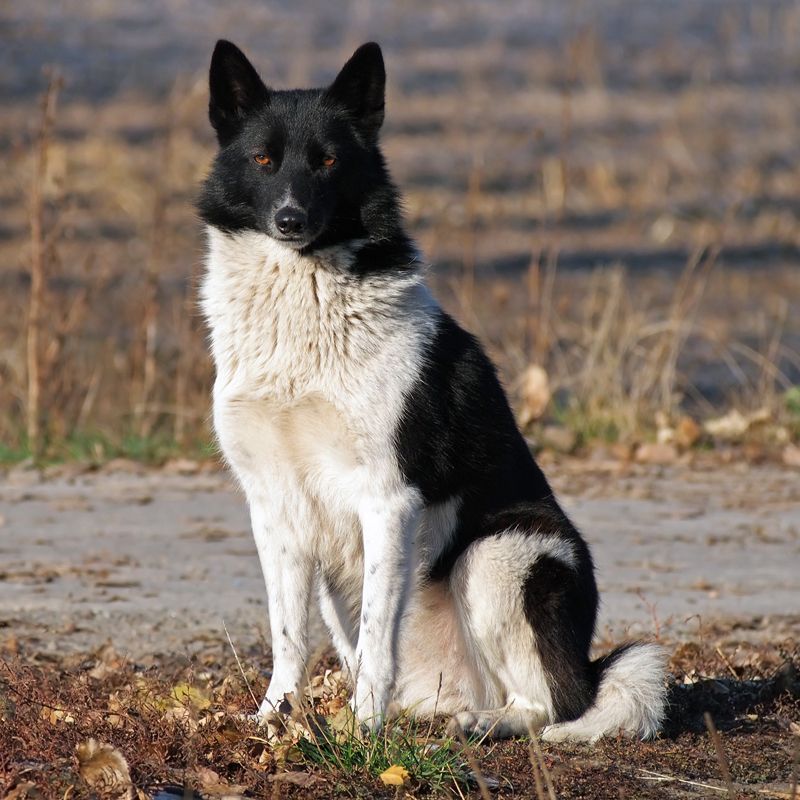 Laika (Various Russian types)