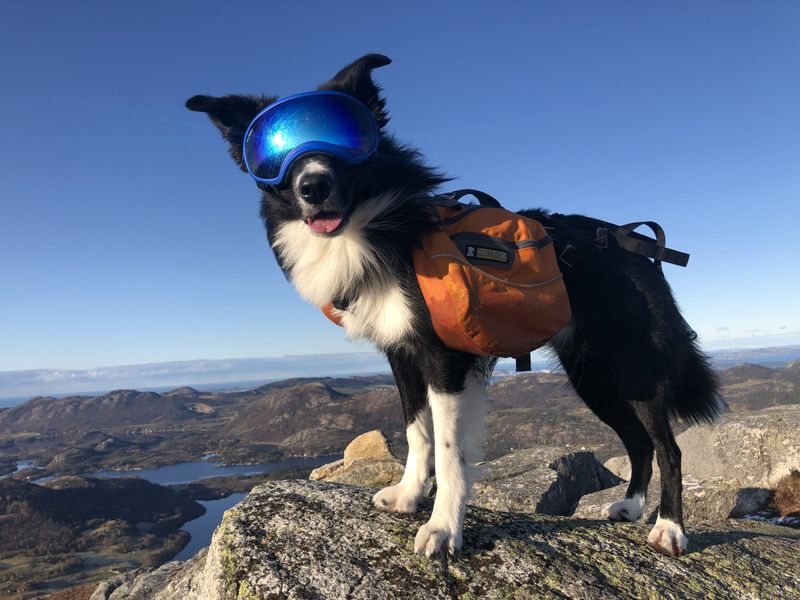 Bella the Adventurer