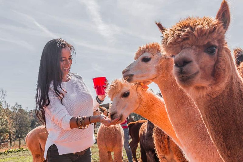Max the Alpaca