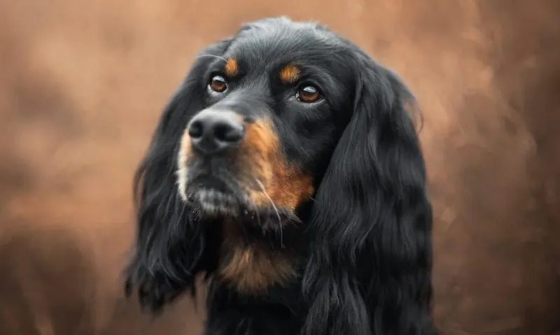 Black and Tan Setter