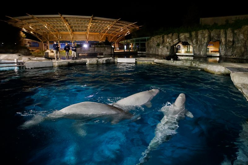 Beluga Whale