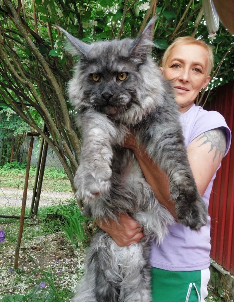 Maine Coon