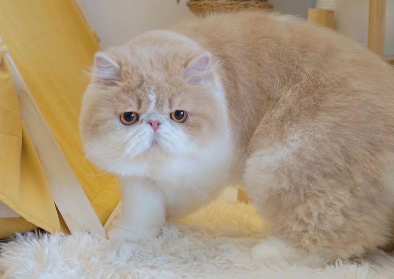Persian Cat