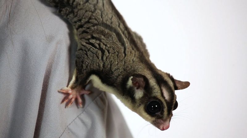 Sugar Glider