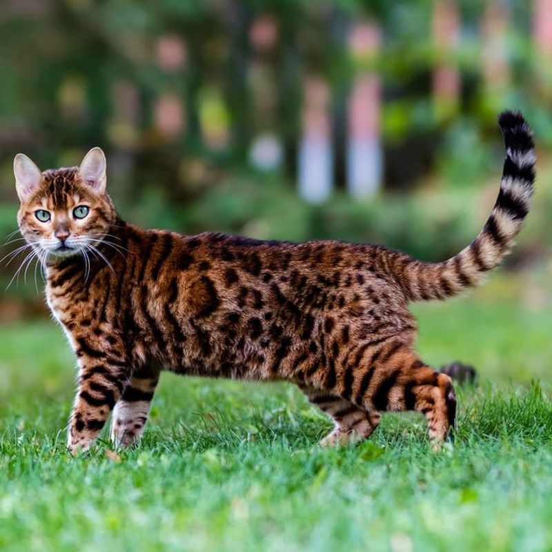 Toyger
