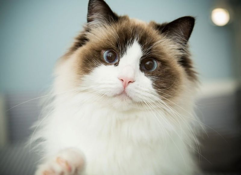 Ragdoll Cat