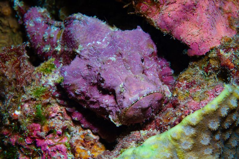 Stonefish