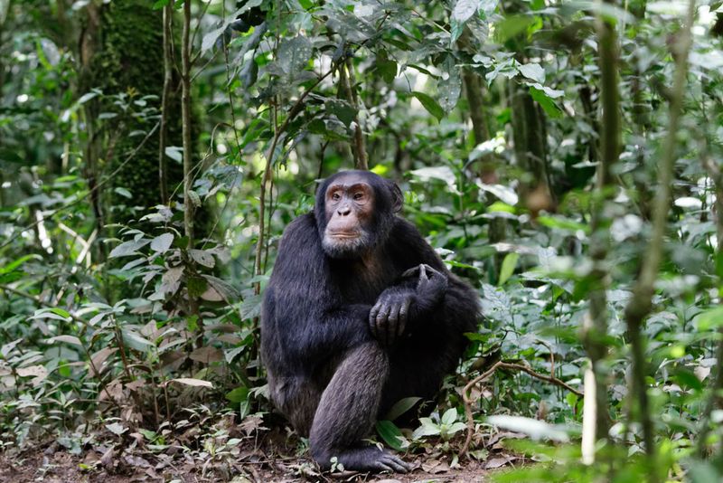 Chimpanzee