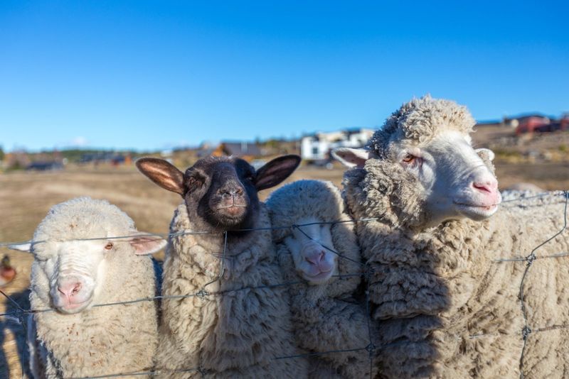 Clara the Sheep