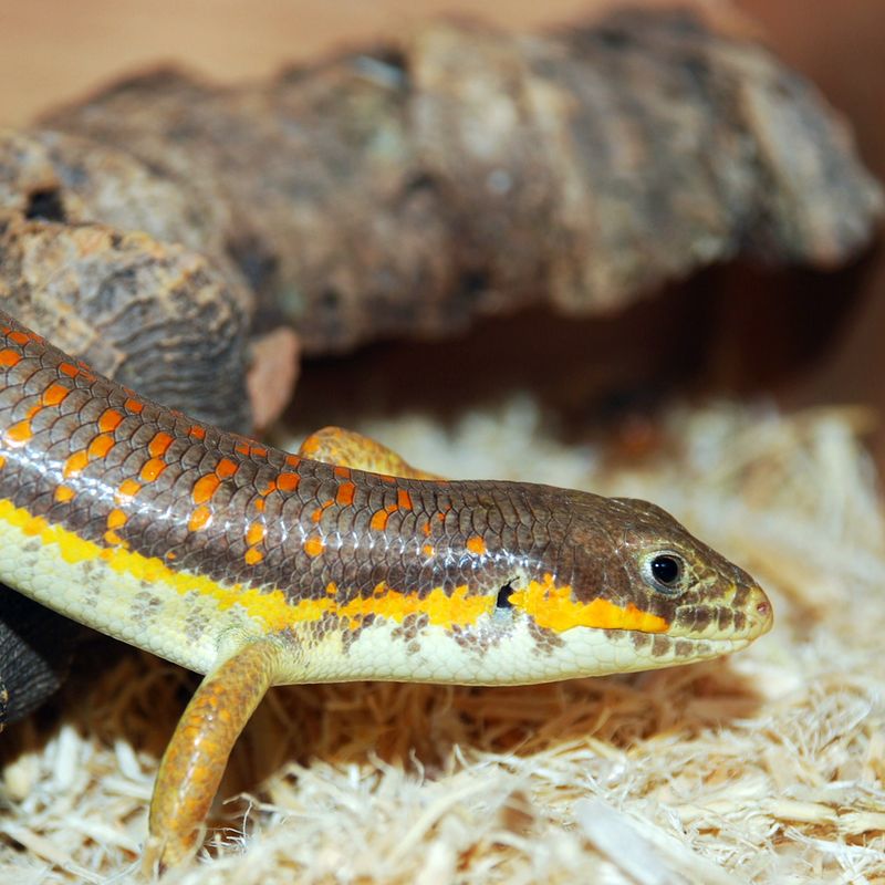 Berber Skink