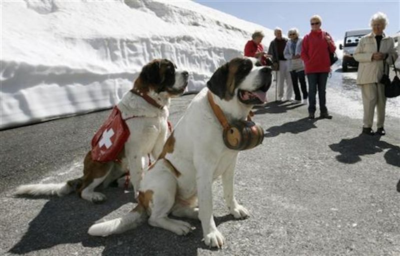 Saint Bernard