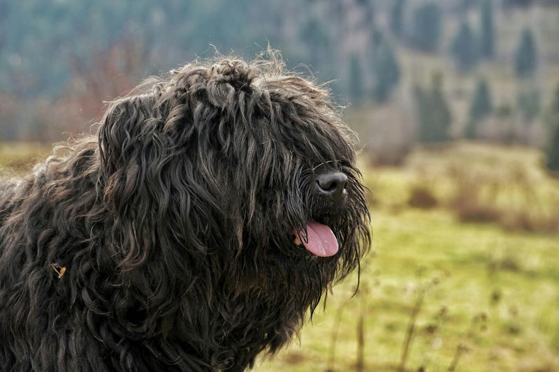 Bouvier des Flandres