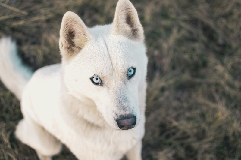 Husky