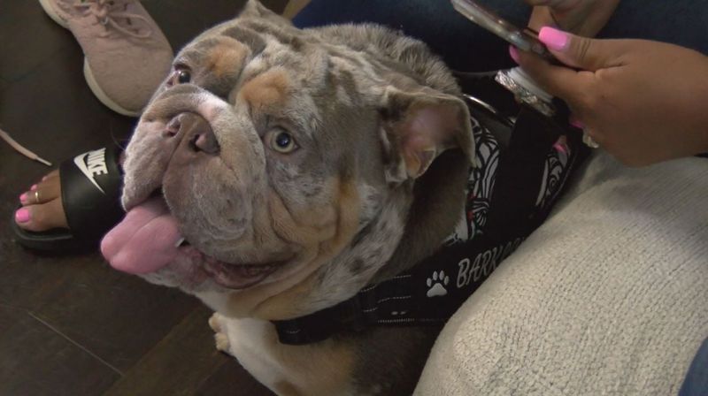 Bulldog