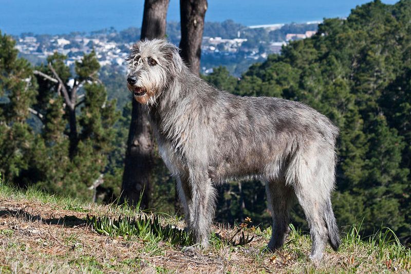 Irish Wolfhound