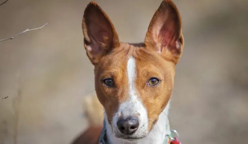 Basenji