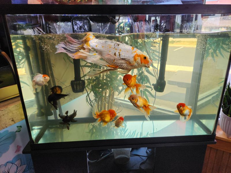 Goldfish