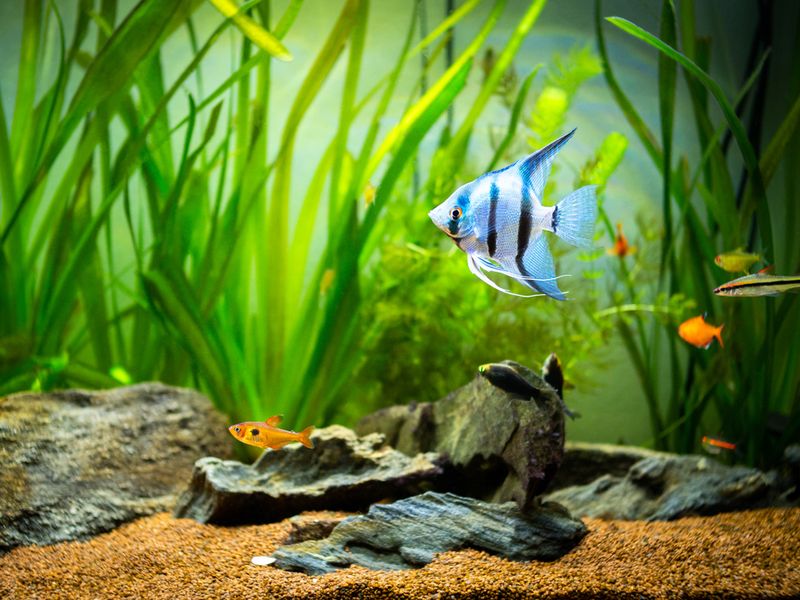Angelfish