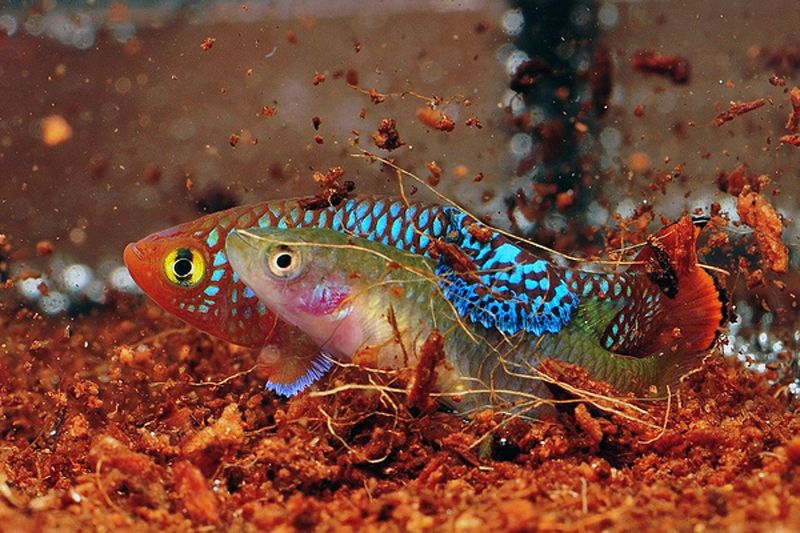 Killifish