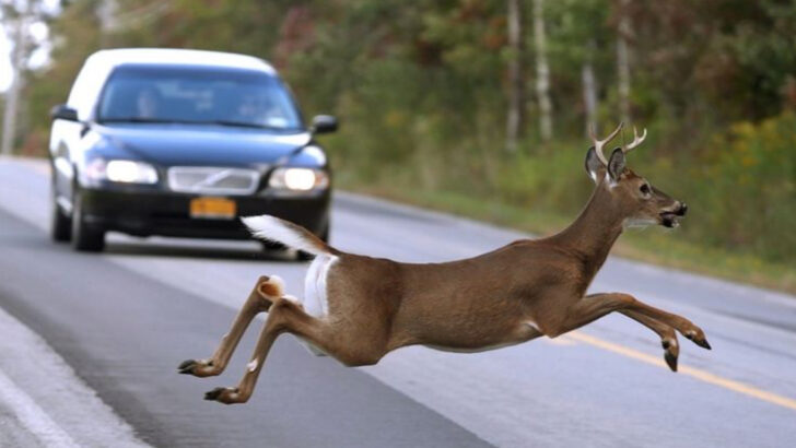 Beware the Wildlife: 12 U.S. States with the Highest Animal Collision Rates