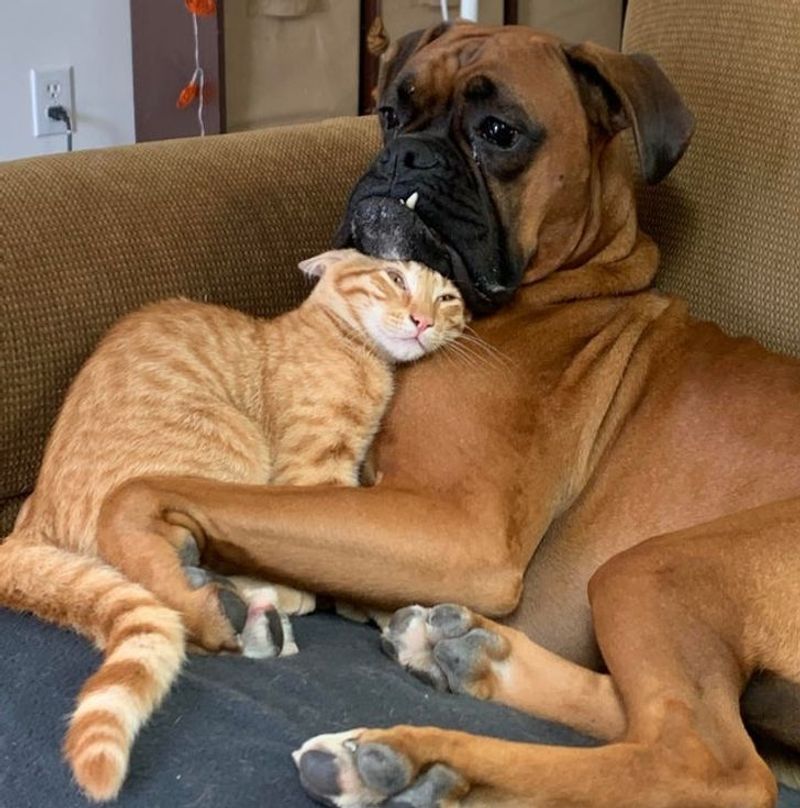 Boxer