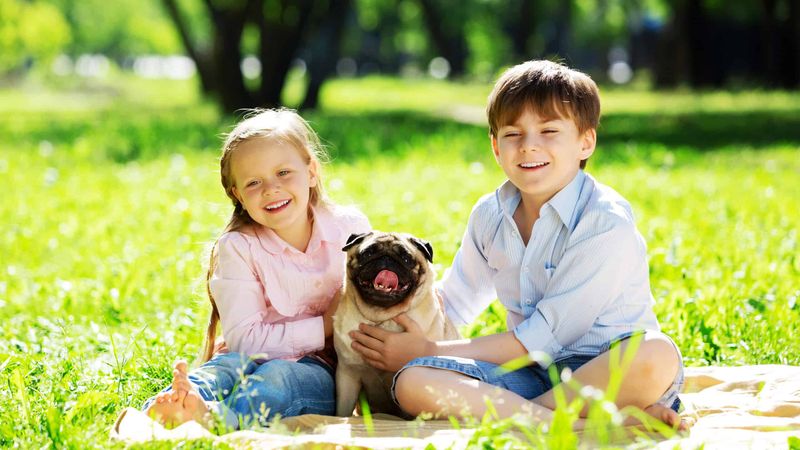 Pug