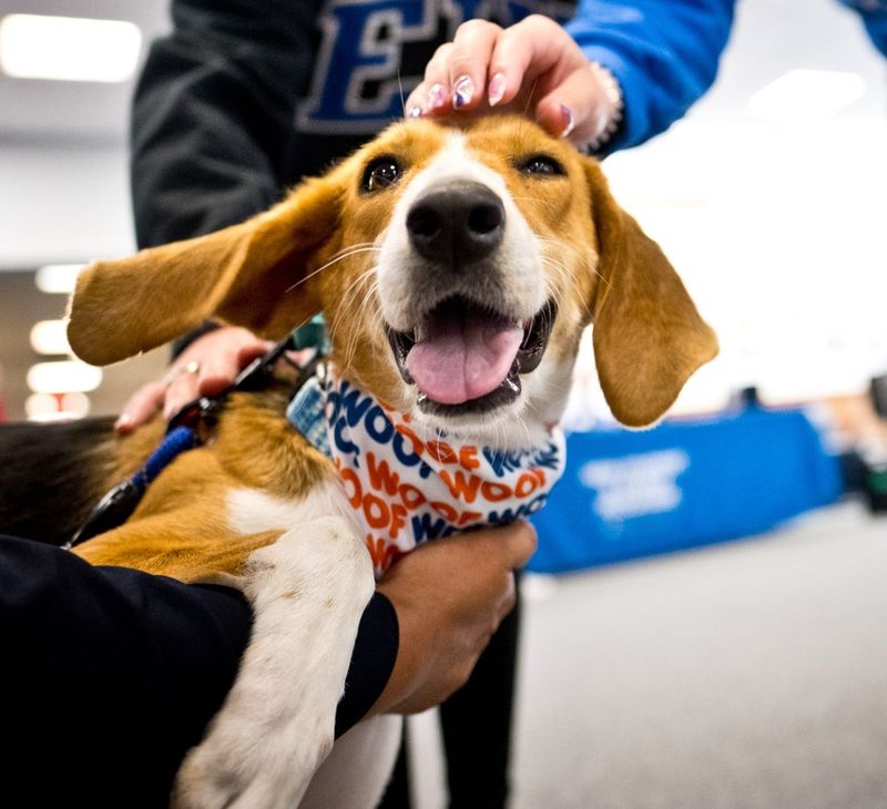 Beagle