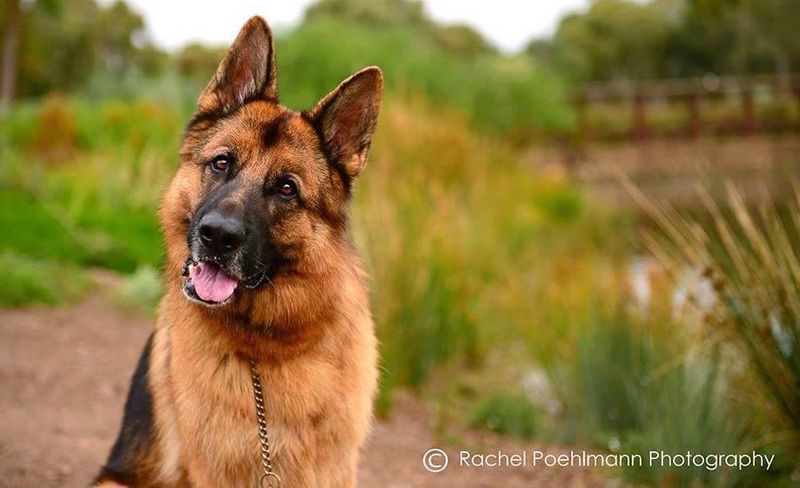 German Shepherd