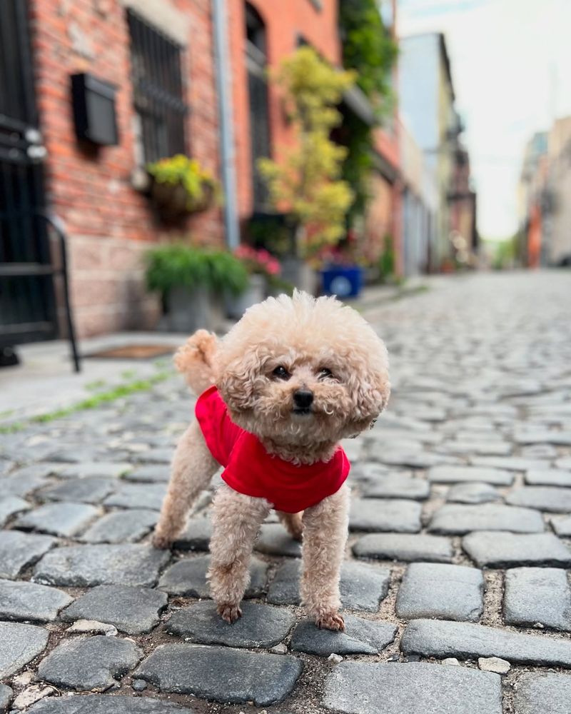 Poodle