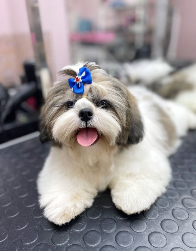 Shih Tzu