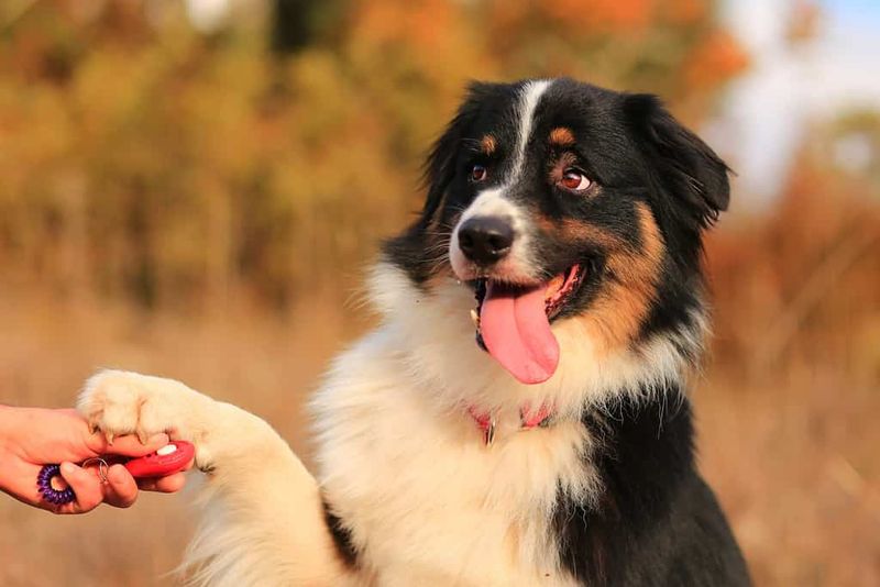 Australian Shepherd
