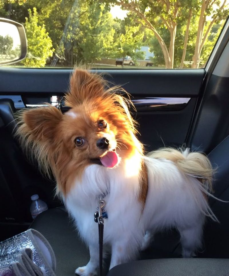 Papillon