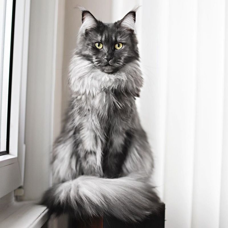 Smoke Cat