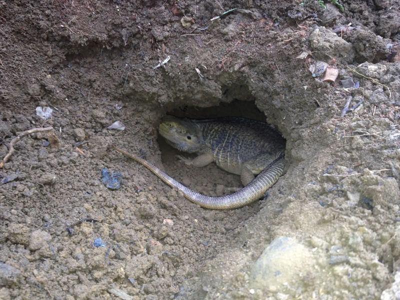 Reptiles and Cool Burrows
