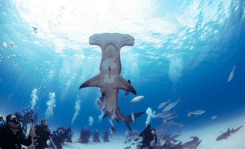 Bimini, Bahamas
