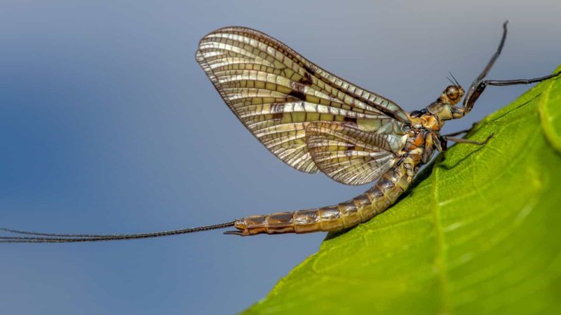 Pollution Indicators: Mayflies