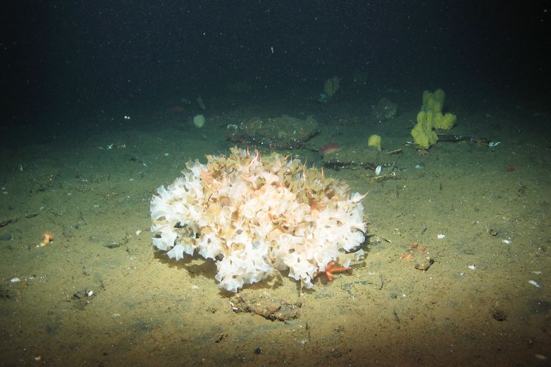 Glass Sponge