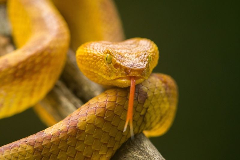 Unique Reproductive Habits