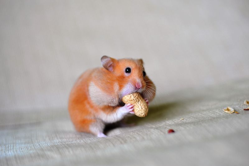 Hamster Cheek Pouch Overloading