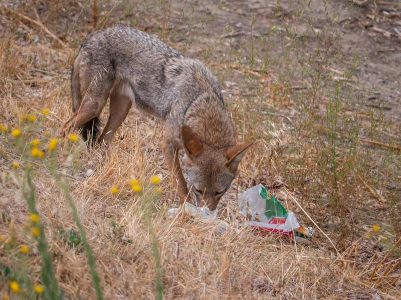 Outdoor Trash