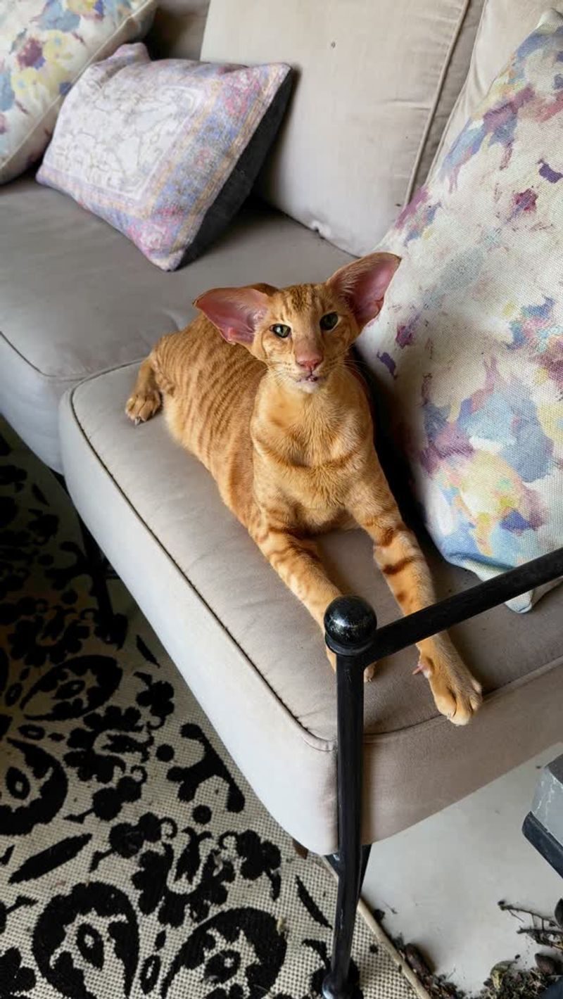 Oriental Shorthair