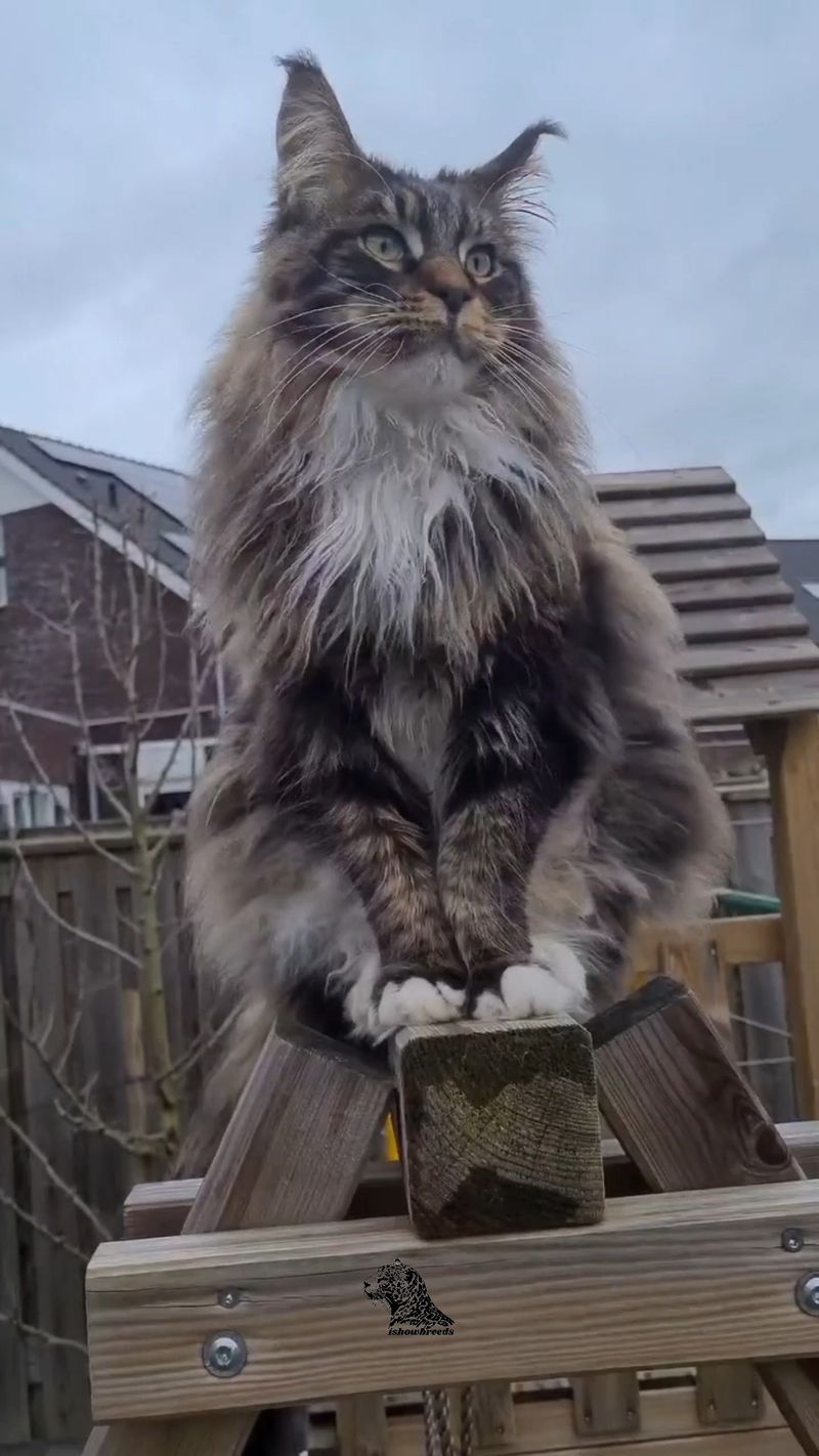 Norwegian Forest Cat